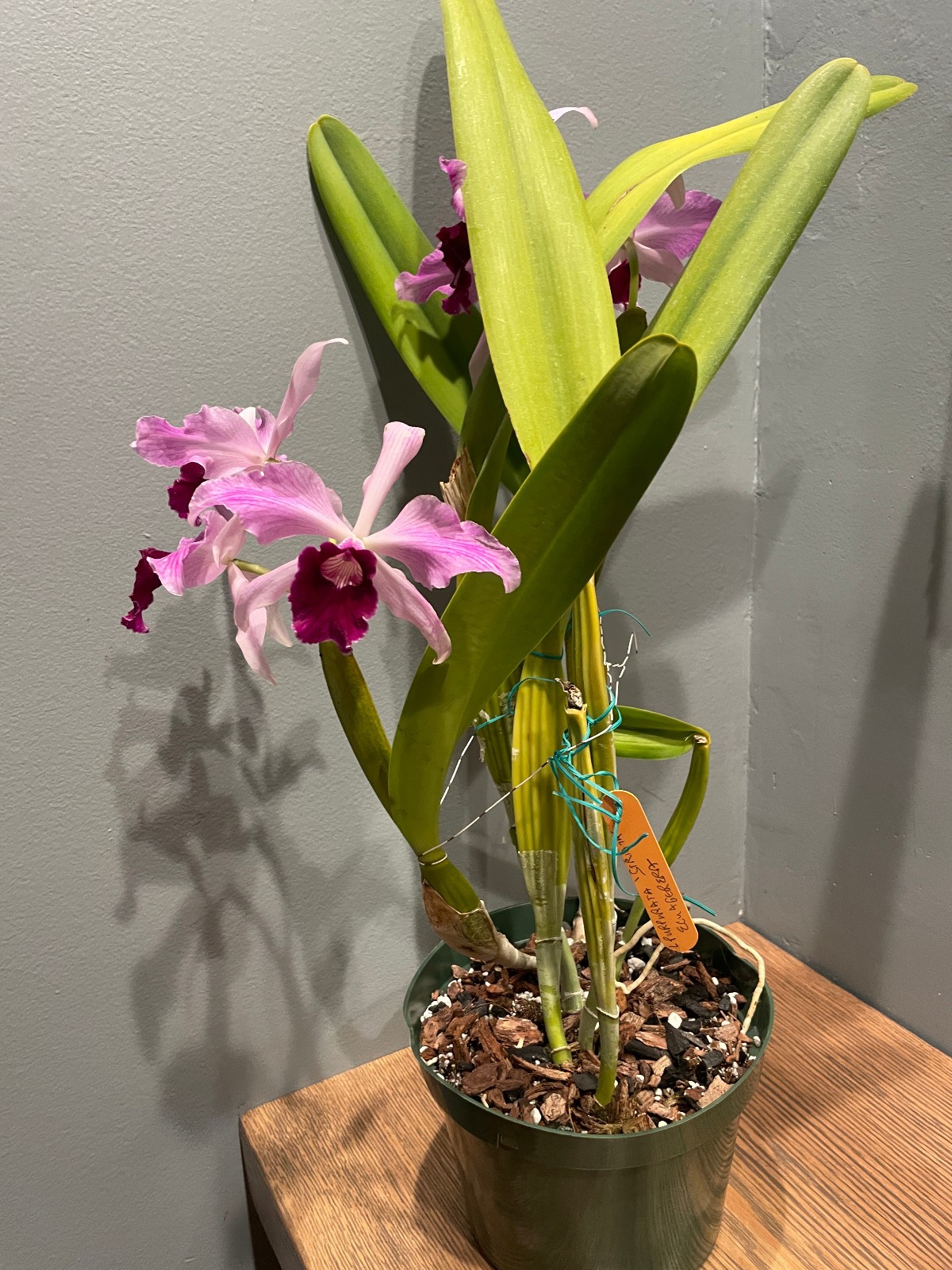 L. purpurata striata Species Cattleya Orchid Plant (Flowers are finished)