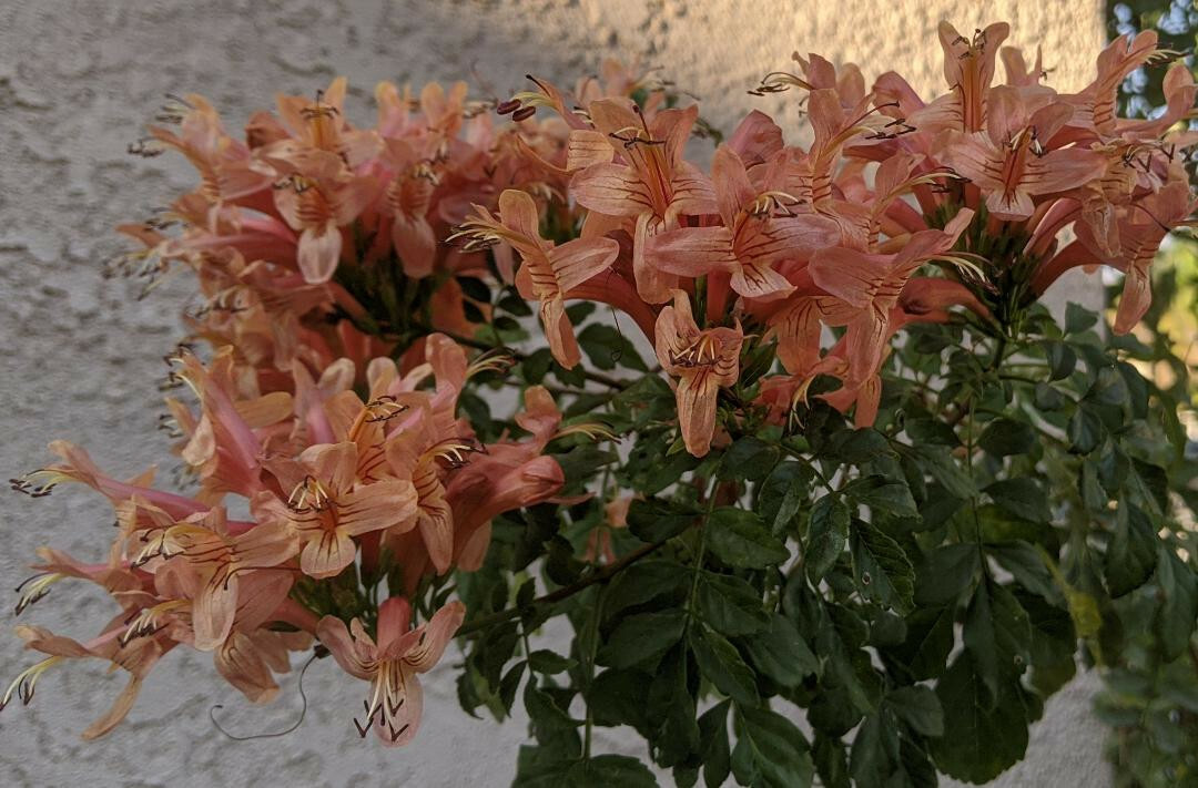 FREE shipping! 10 seeds Cape Honeysuckle — Peachy-Pink Hummingbird magnets!