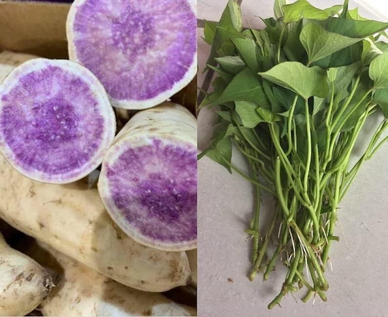 6 Okinawan Sweet Potato Slips – 10″ Rooted Starter Plant –
