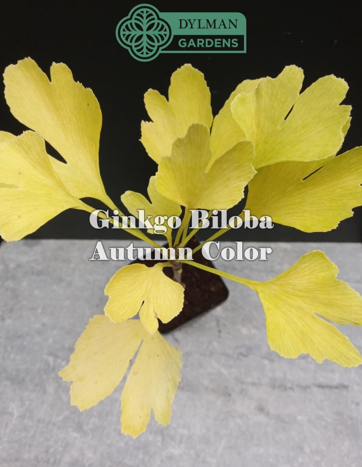 Ginkgo Biloba Tree – Maidenhair Tree – Living Fossil Tree – Multiple Sizes