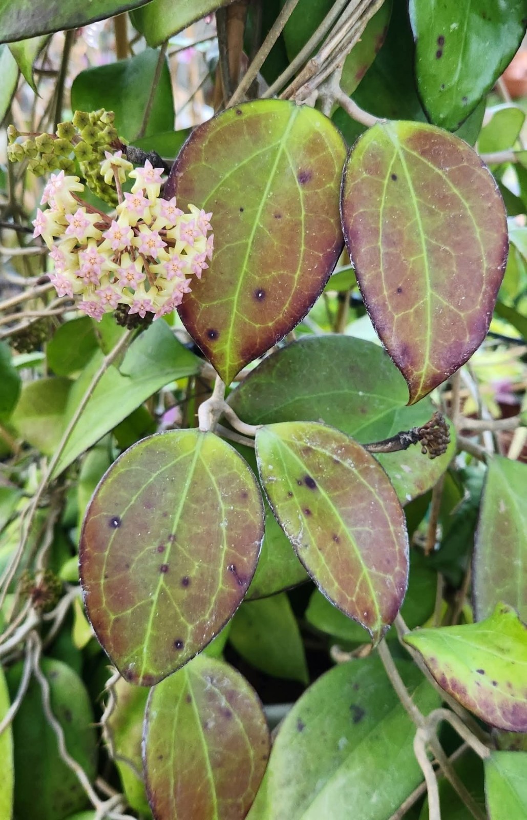 Fresh Hoya Seeds! 10 Per Pack – MV2630 hanhiae hybrid – SMS Private Collection