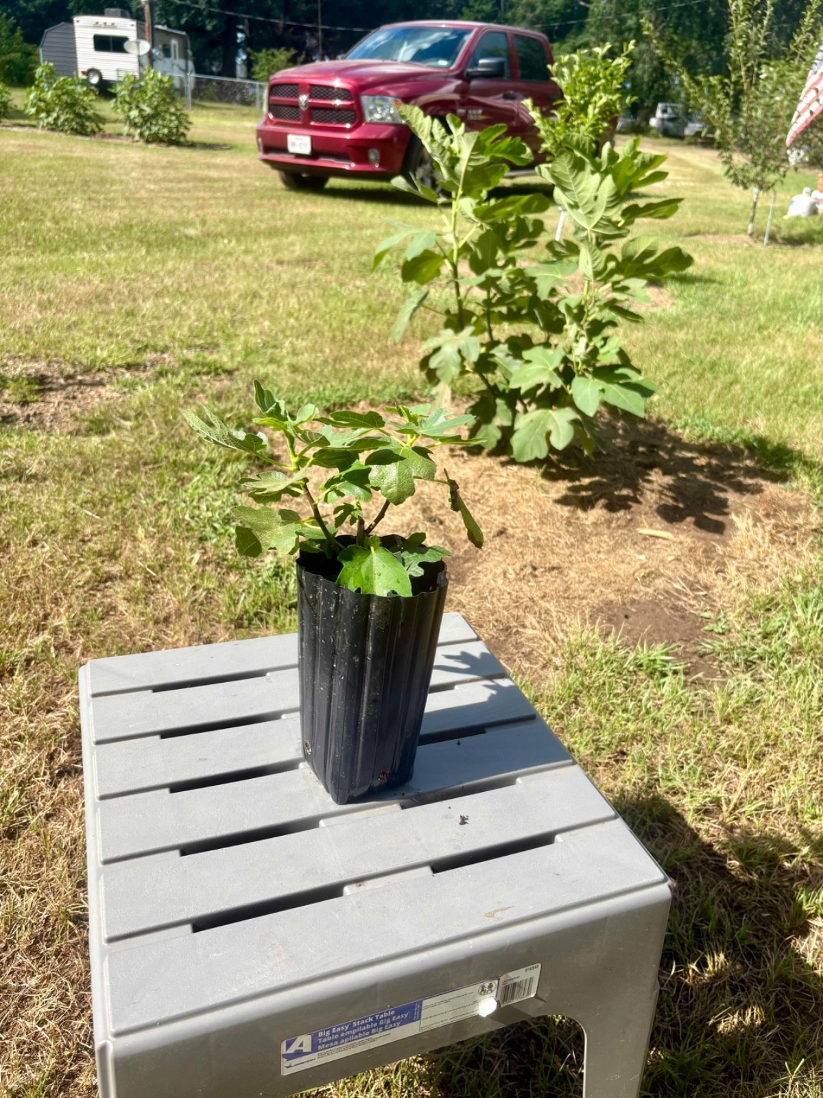 Magnolia Fig Tree Well Rooted 12 Inches Tall No Shipping to CA or AZ