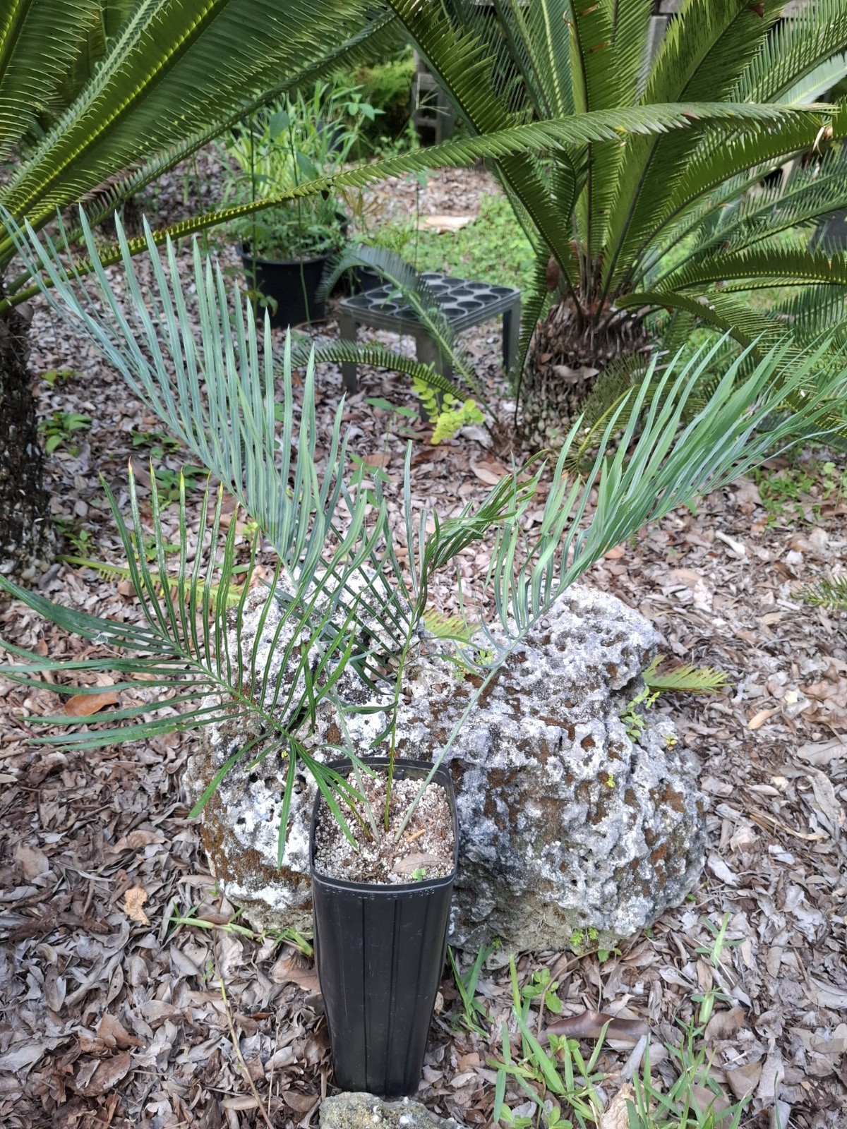 RARE BLUE AUSTRALIAN CYCAD CYCAS CAIRNSIANA