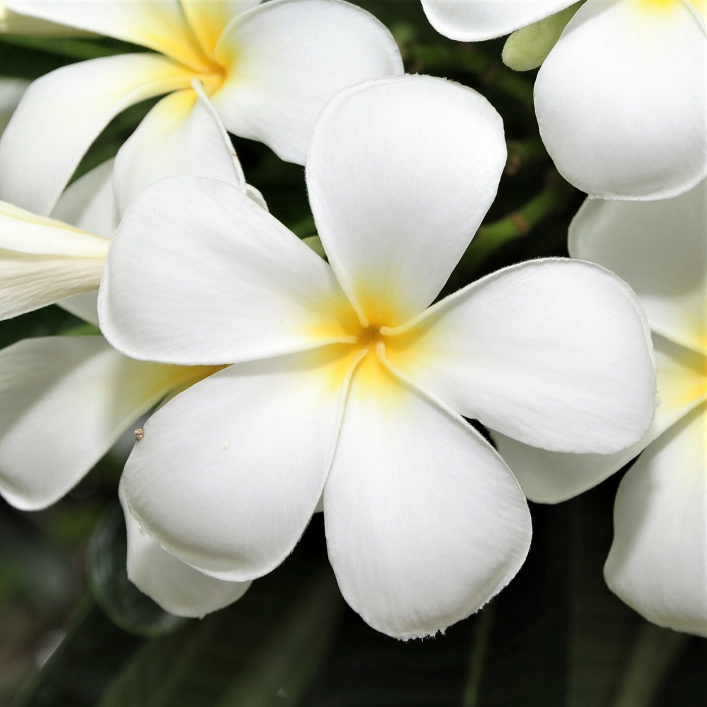 2 HAWAIIAN TROPICAL WHITE PLUMERIA PLANT CUTTING 10″ LONG Easy To Root Fragrant