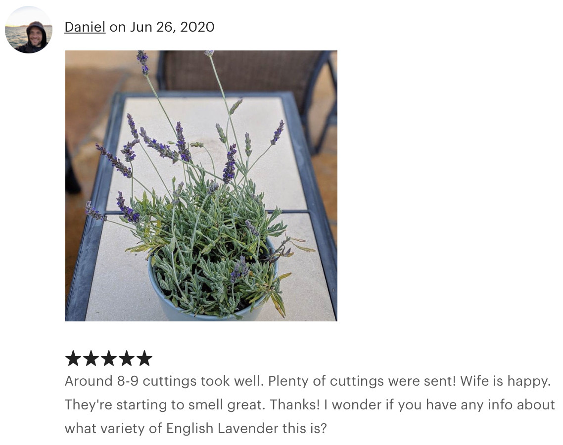 Organic Live California USA Lavender Cuttings