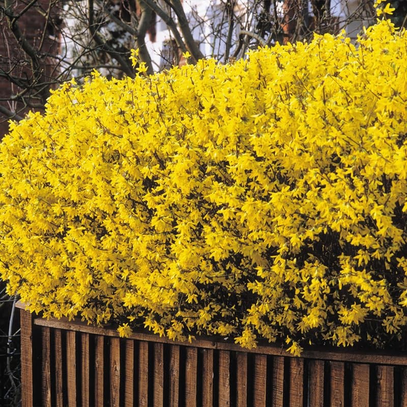 Yellow Forsythia Bush Live Plant 6-12 Inch Tall, Lynwood Gold in Pot
