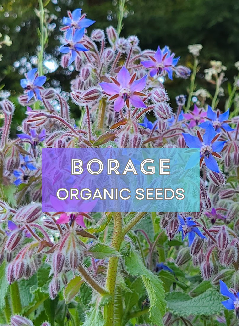 Organic Heirloom *BORAGE* Herb Seeds 💙 Edible Flowers! Attract Pollinators! 🐝