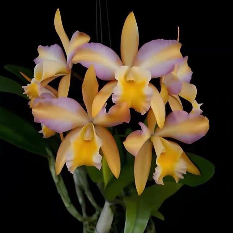 Rct. Mikawa Crystal ‘Rainbow Bridge’ Peach Sunset Orchid Blooming Size Plant