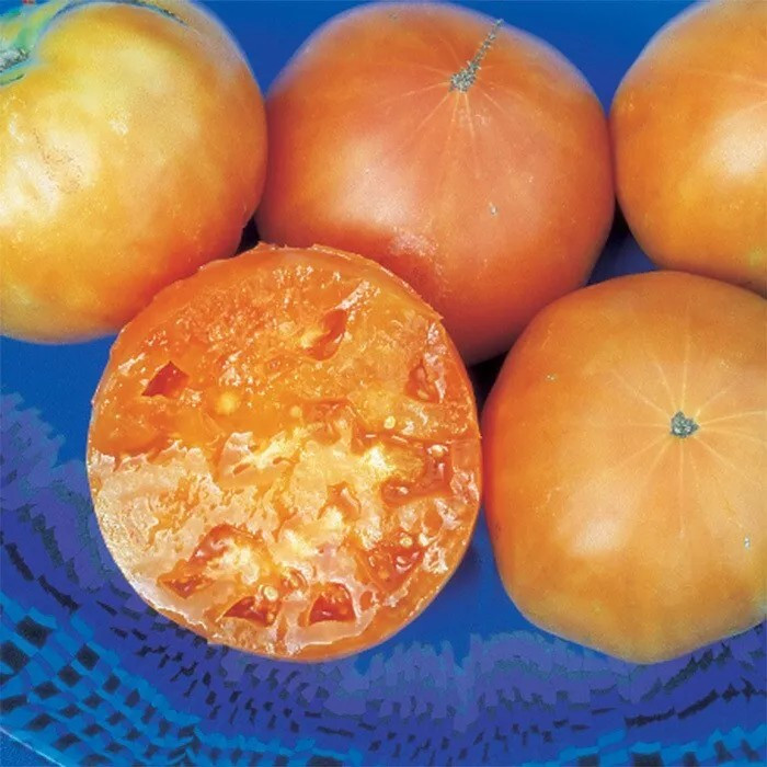 30+ KELLOGG’S BREAKFAST TOMATO SEEDS ———- HEIRLOOM – ORGANIC ——– RARE