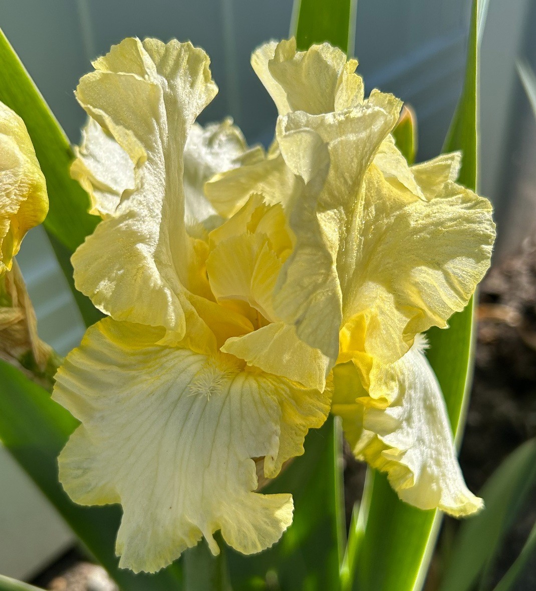 ‘Total Recall’ iris rhizome + gift, combined shipping $1 each additional