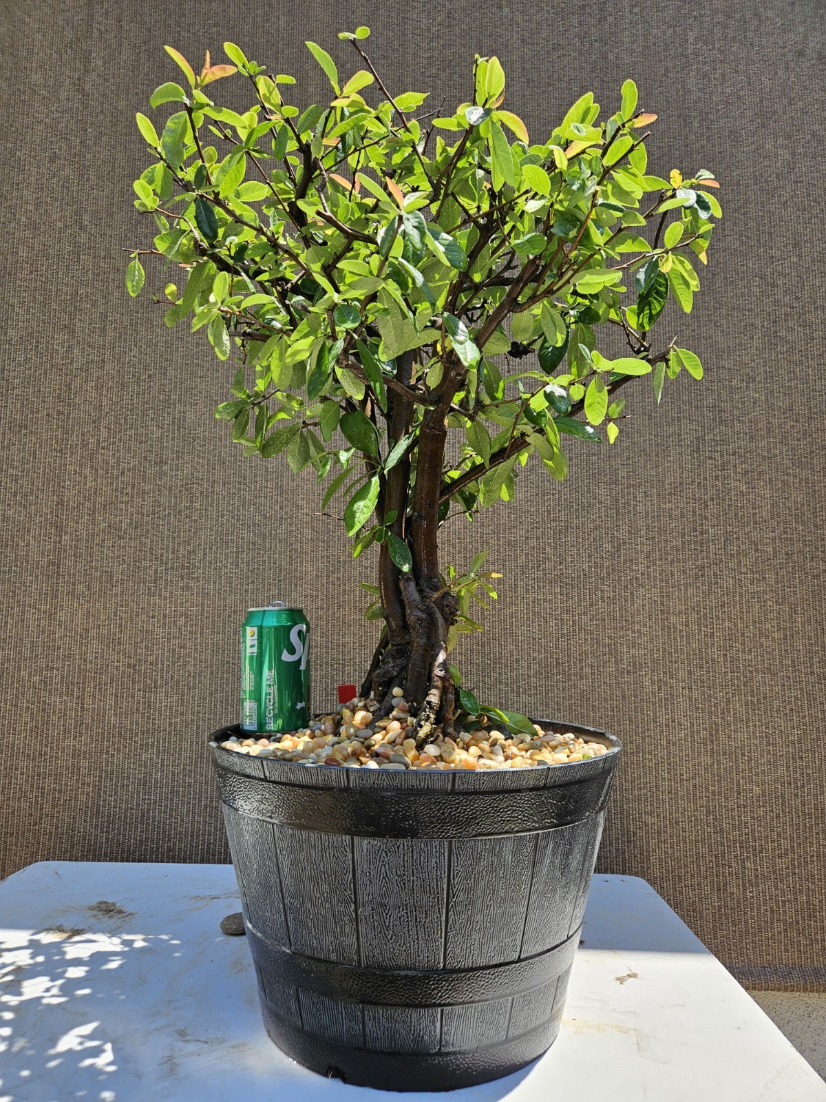 Old Japanese Flowering Quince ( Toyo- Nishiki -Quince ) Bonsai Tree,,, SALE