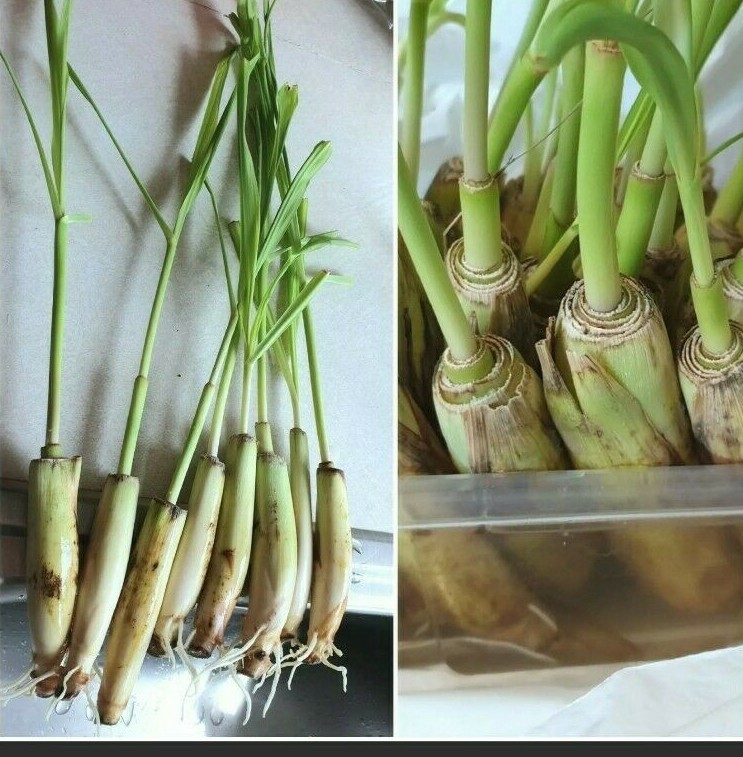 10 Live Lemongrass Stalks Cymbopogon Plant Herbal, Mosquito Repellent, Citronell