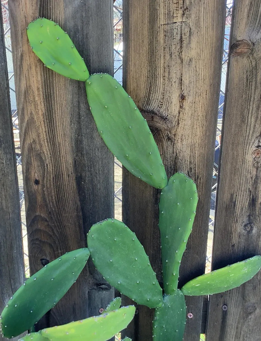 Edible Prickly Pear Cactus Opuntia Ficus 7 Pads For $12.00