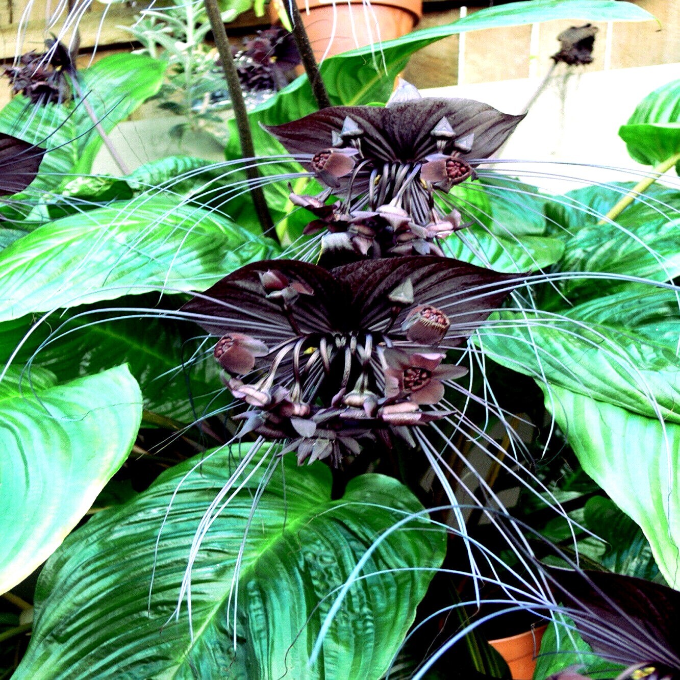 Black Bat Orchid Flower Seeds (Tacca chantrieri) RARE Tropical Garden Houseplant