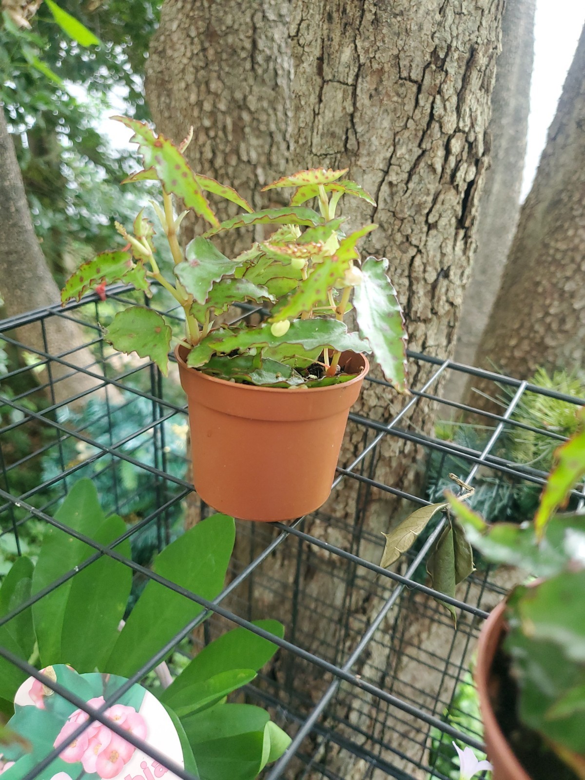 Lot Of 3 RARE Begonia AMPHIOXUS Live Ships In 2.5″