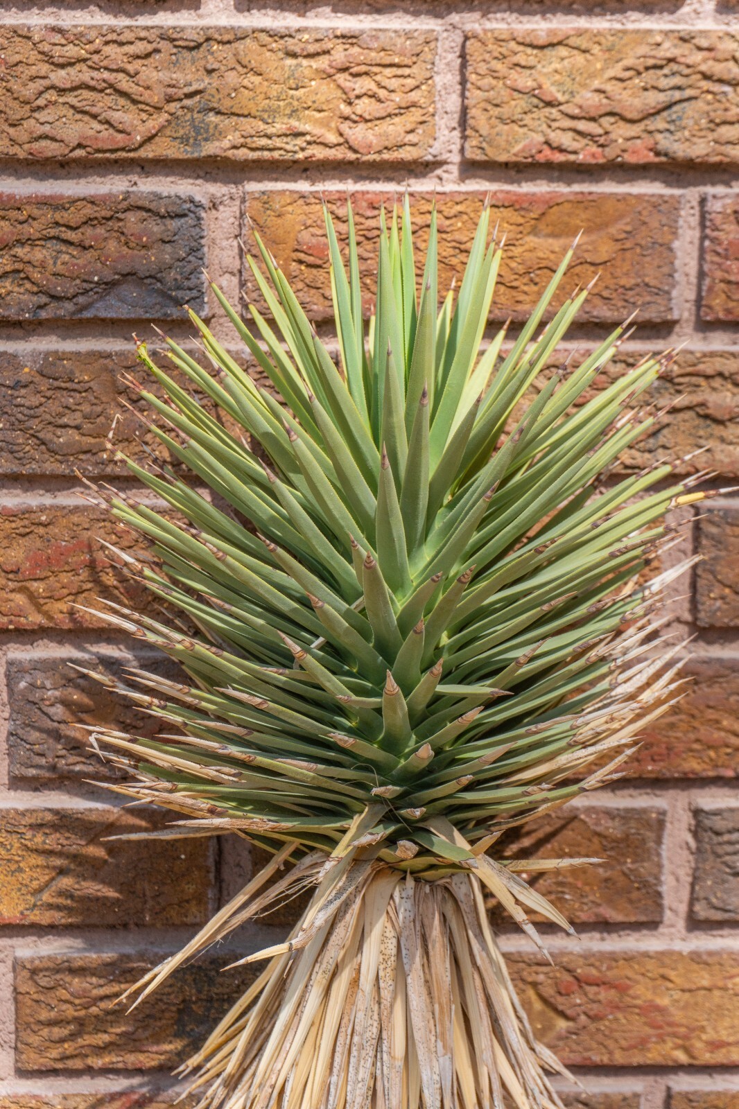 3FT JOSHUA TREE, DESERT PLANT, LEGALLY HARVESTED & TAGGED, YUCCA BREVIFOLIA