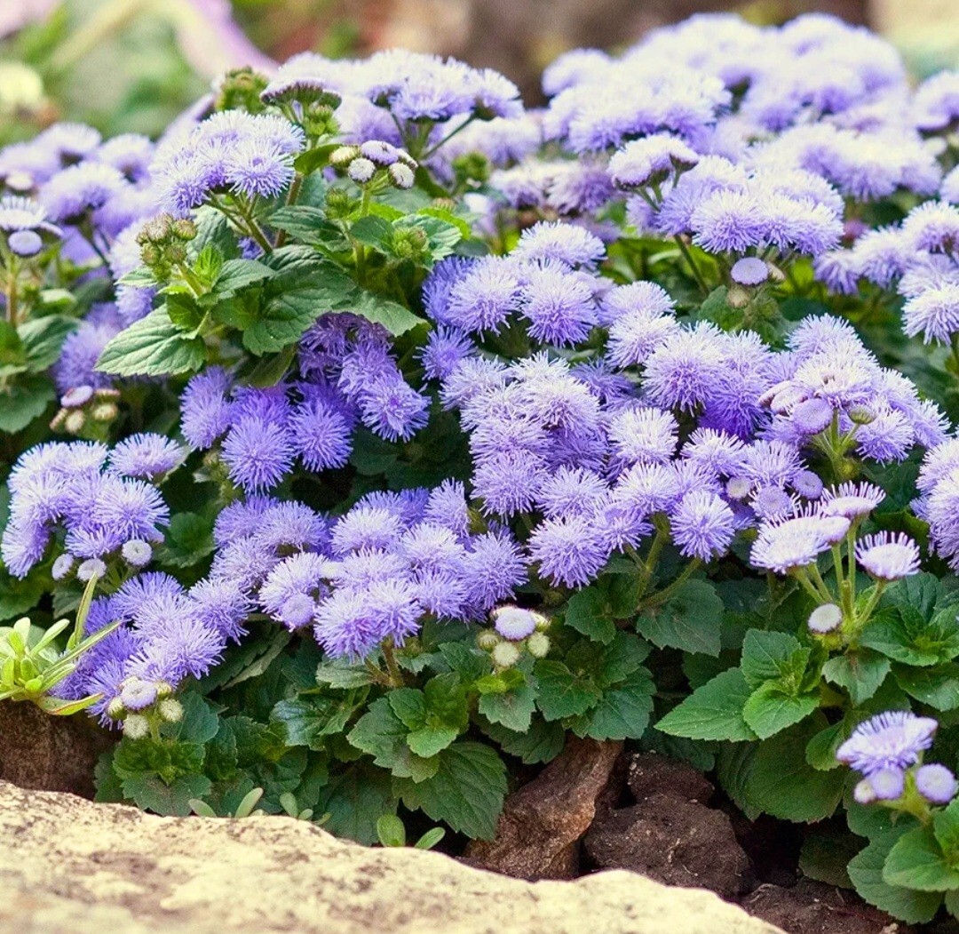 3200 Ageratum Seeds Flossflower Dwarf Blue Mink Houstonianum Blue Mistflower See
