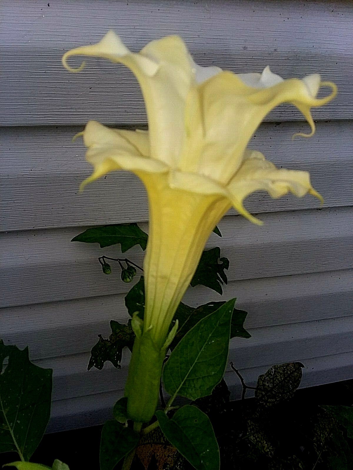 Double White w/ Yellow Edges Datura (Devil Trumpet) Seeds 5-6 ft Tall