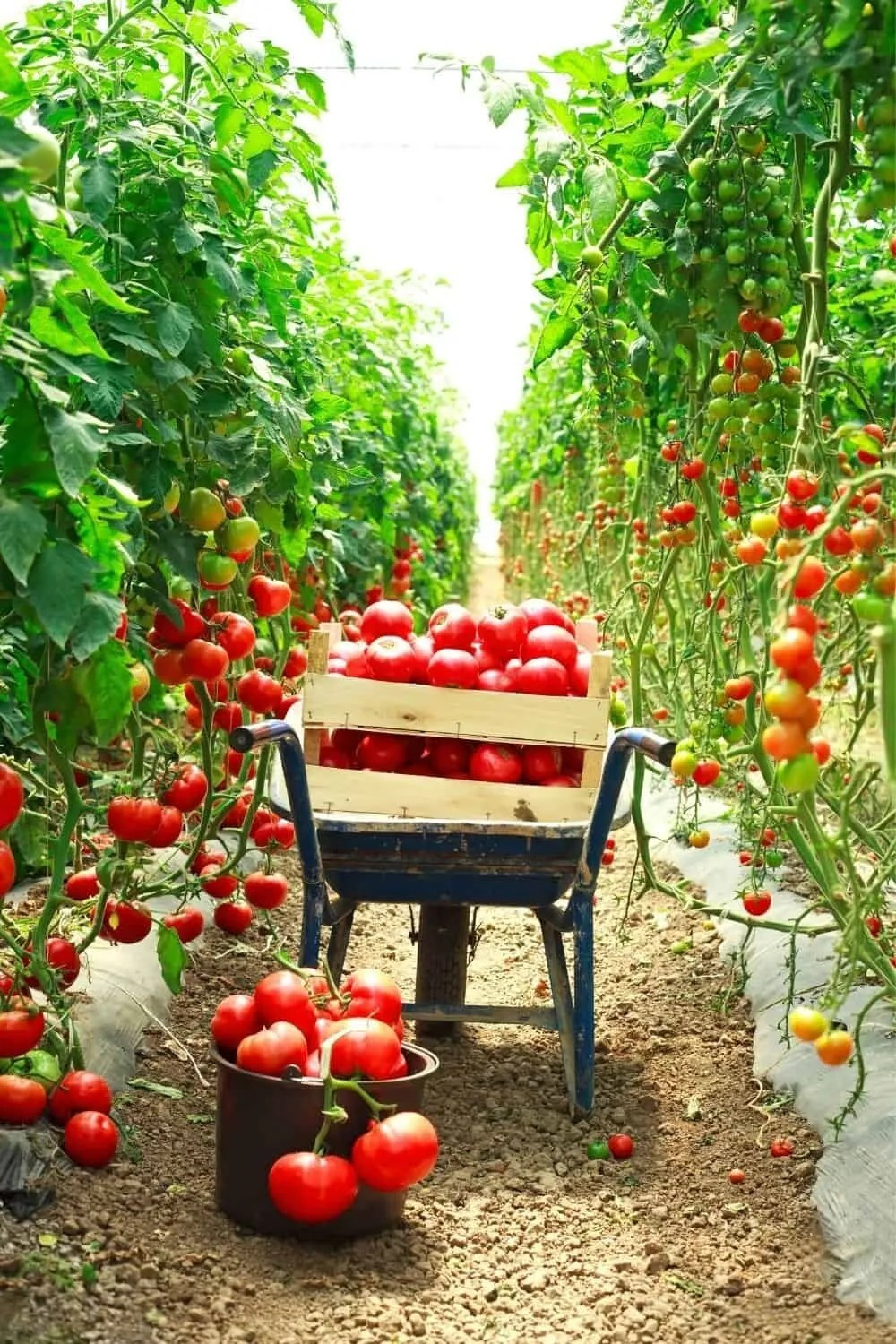 120+ TOMATO TREE SEEDS ———————– 15 FOOT VINES — HUGE —— RARE