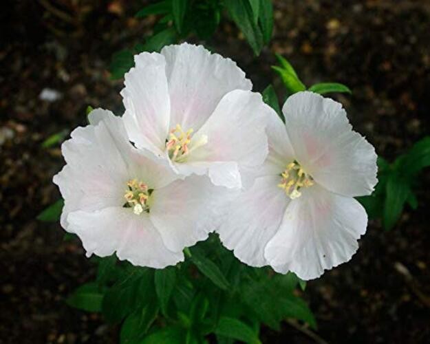 White Godetia Flower Seeds (Clarkia Amoena) – 1500+ Non-GMO Heirloom Seeds, by