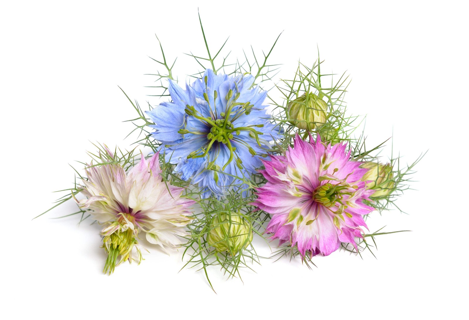 500 LOVE In A MIST PERSIAN Jewels Mix Nigella Damascena Fennel Flower Seeds