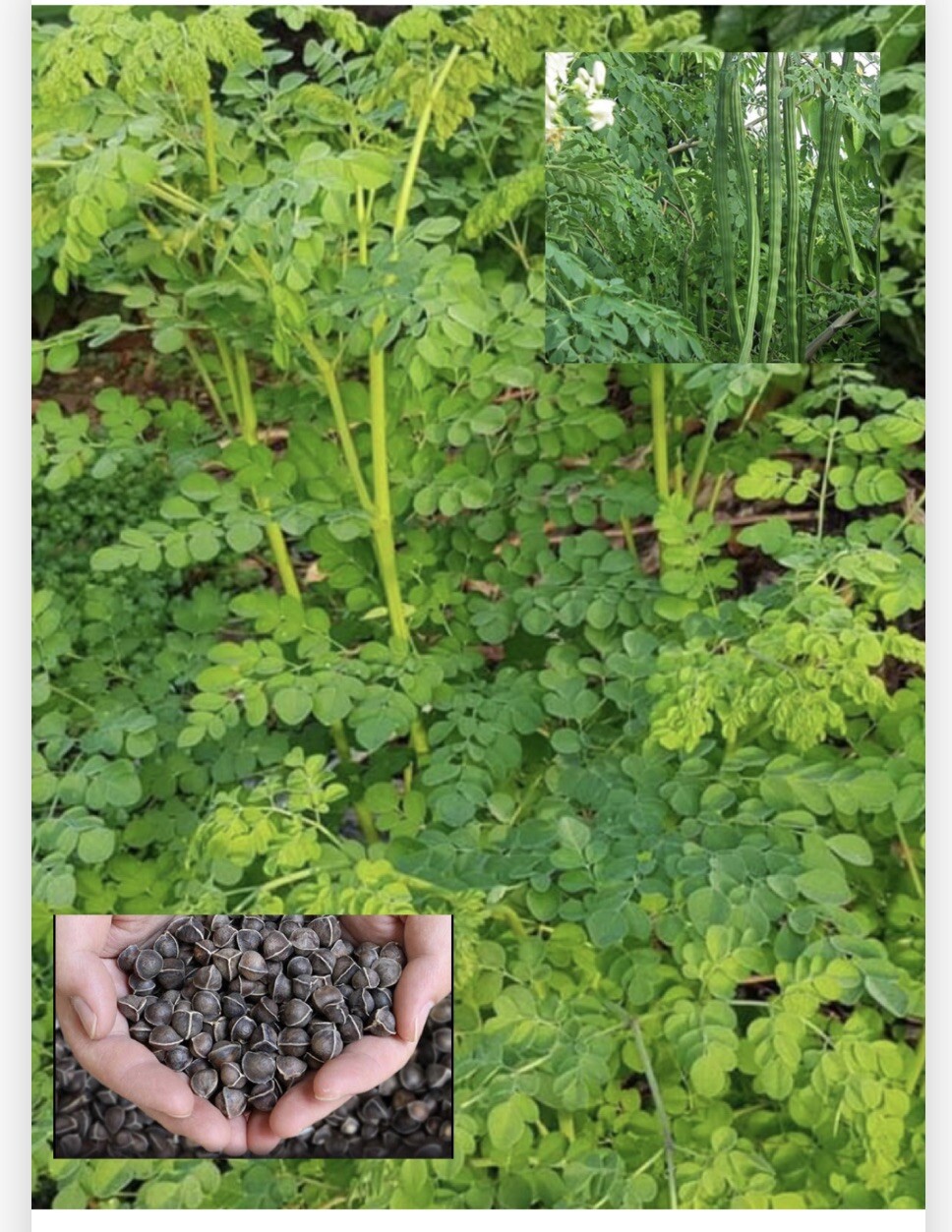 100+ SEEDS- Organic Moringa/Malunggay Seeds for Planting-USA SELLER