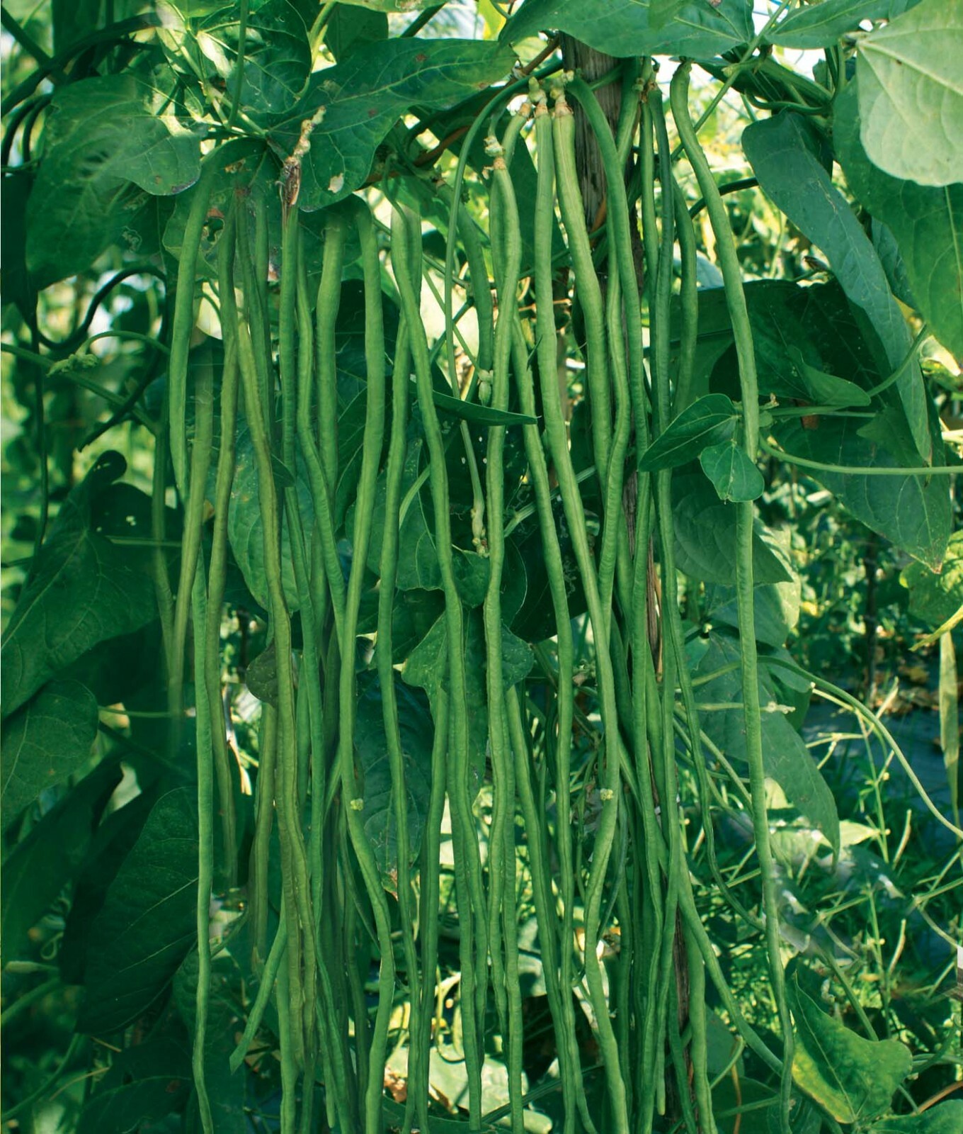 30 SEEDS DARK GREEN YARD LONG BEAN/STRING BEAN/CHINESE BEAN/ASPARAGUS BEAN,USA