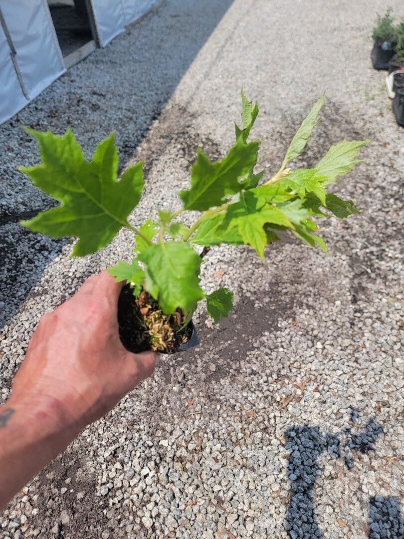 Munchkin Dwarf Oakleaf Hydrangea – Live Plant – ( 1 PT )