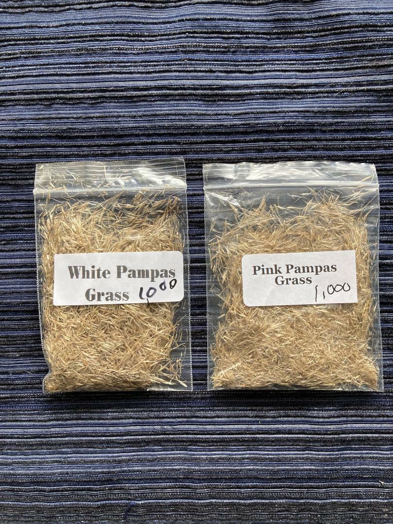 1,000 Seeds PINK PAMPAS GRASS AND 1,000 Seeds White Pampas Grass USA HomeGrown