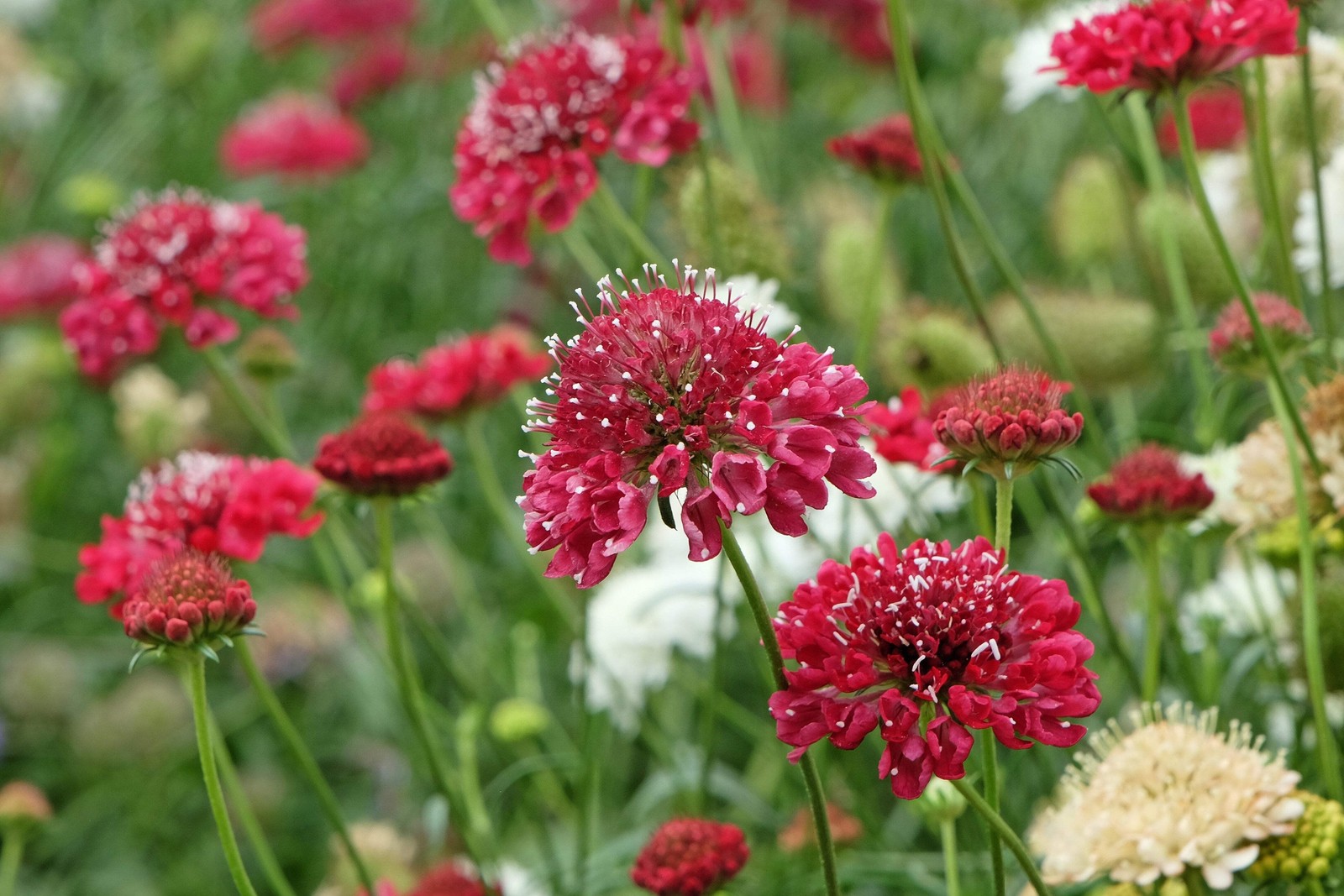 50 FINEST MIXED Colors SCABIOSA Atropurpurea Pin Cushion Flower Seeds