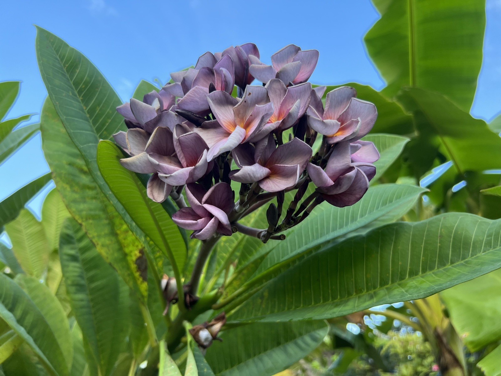 Mixed Thai Seeds bulk (Plumeria Kingdom)