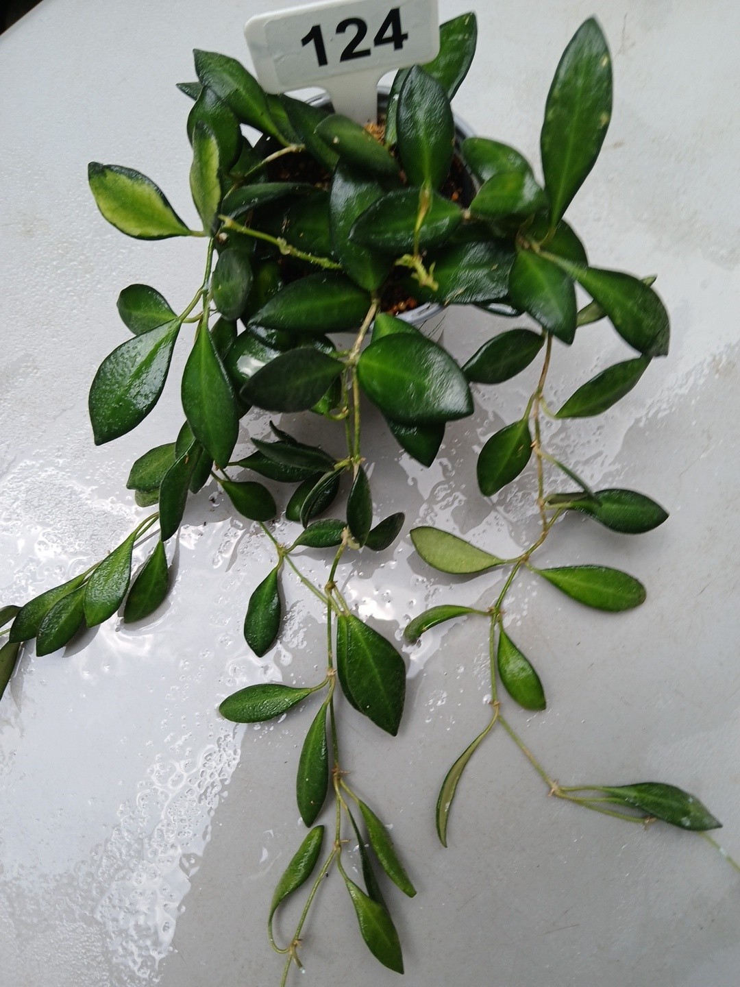 #124- HOYA BURTONIAE VARIEGATED LIVE PLANTS, FULL POT PLANTS,