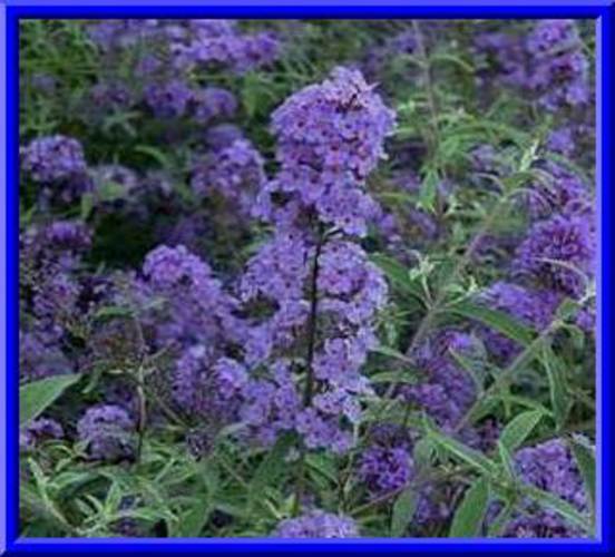 Custom Butterfly Bush Mix Seeds 150 Seeds- Easy to grow -Comb S/H See our store