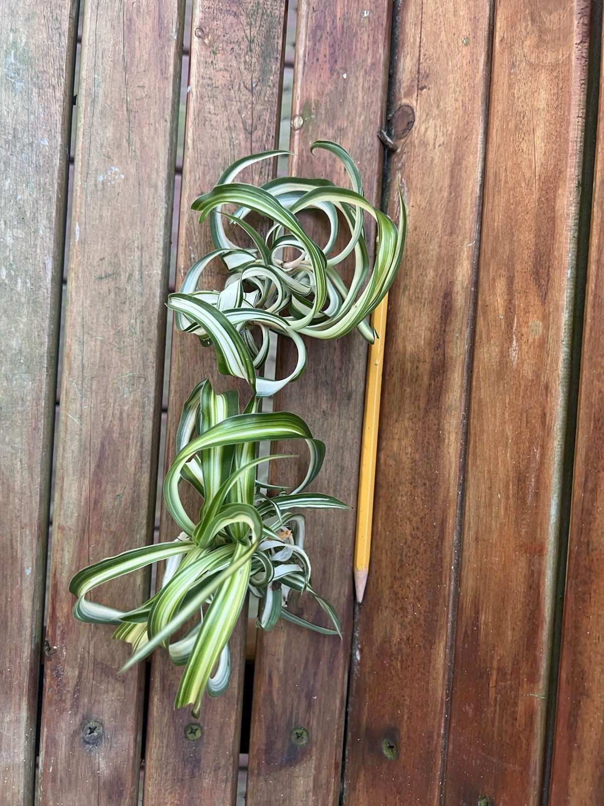 Variegated Bonnie Curly Spider Chlorophytum Comosum 2 Live Plant Babies Cuttings