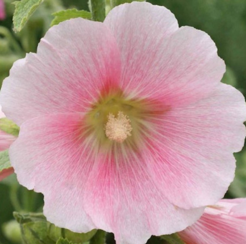 60+ Hollyhock Mix Seeds **Fresh Seeds** ~~Free Shipping~~