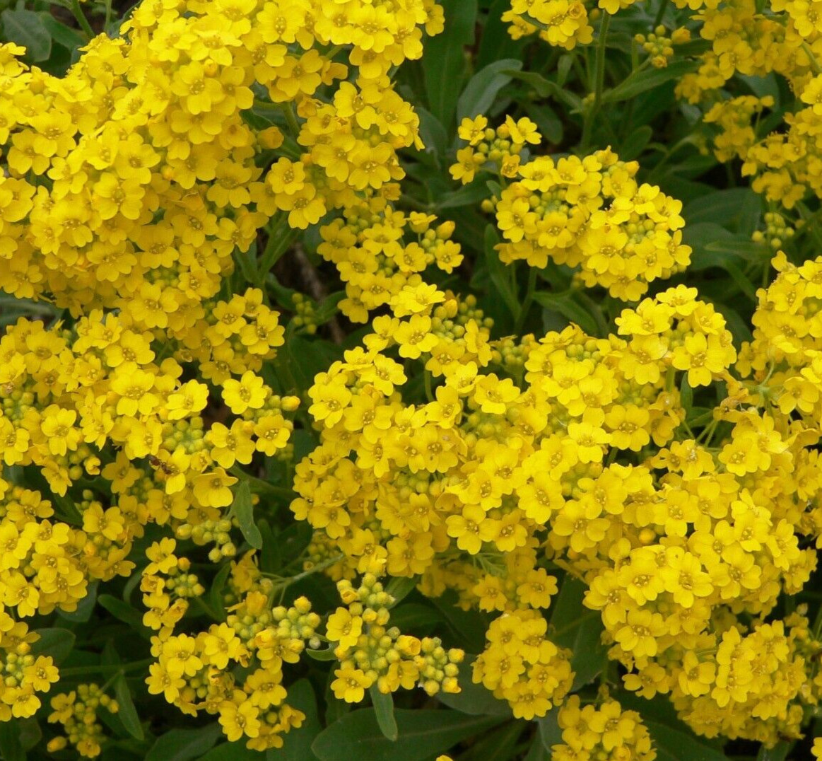 ALYSSUM SEEDS 200+BASKET OF GOLD “YELLOW” FLOWER garden ANNUAL FREE SHIPPING