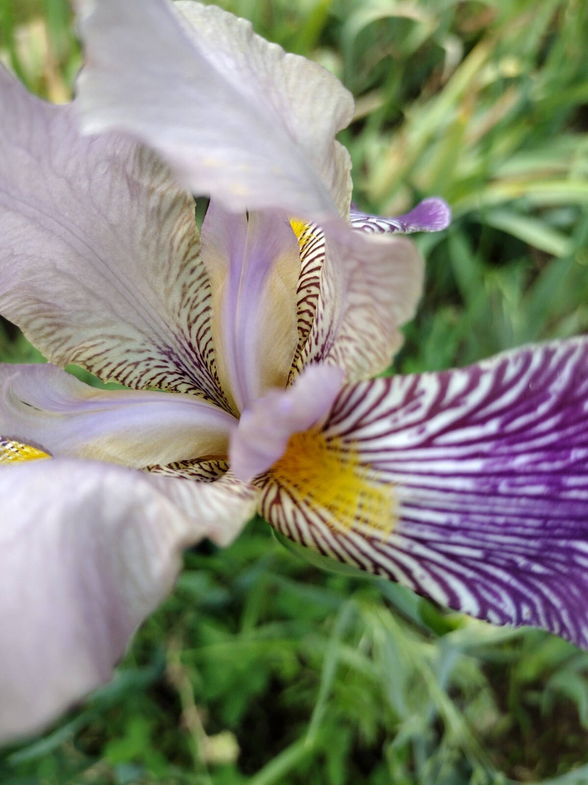 5x MIXED VARIETIES/COLORS BEARDED IRIS BULBS RHIZOMES