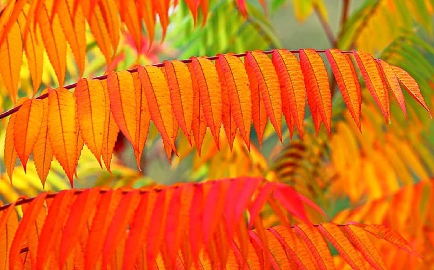 Winged Sumac Seeds for Planitng (30 Seeds) – Rhus copallinum