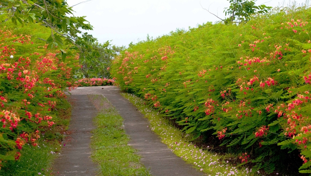 Caesalpinia pulcherrima, flowering Dwarf Poinciana Pride of Barbados – 10 seeds