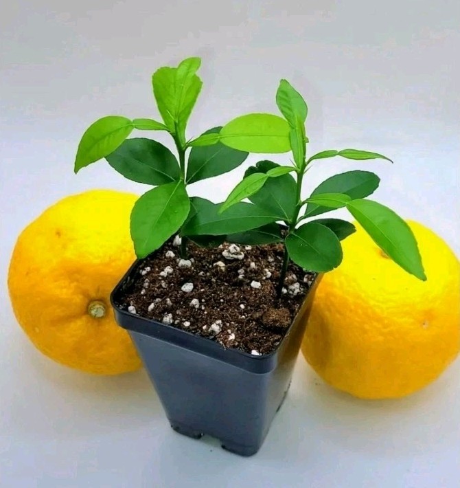 Pot of 2 Yuzu Trees, 3-5 Inches Tall.