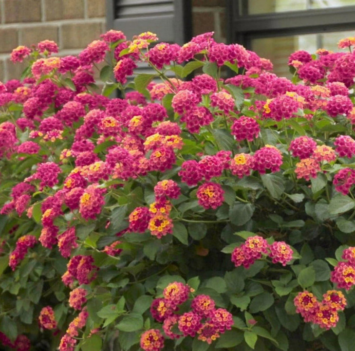 Set 2 Lantana Anne Marie Live Plants – 4-6″ Tall – Flowering Plant for Landscapi