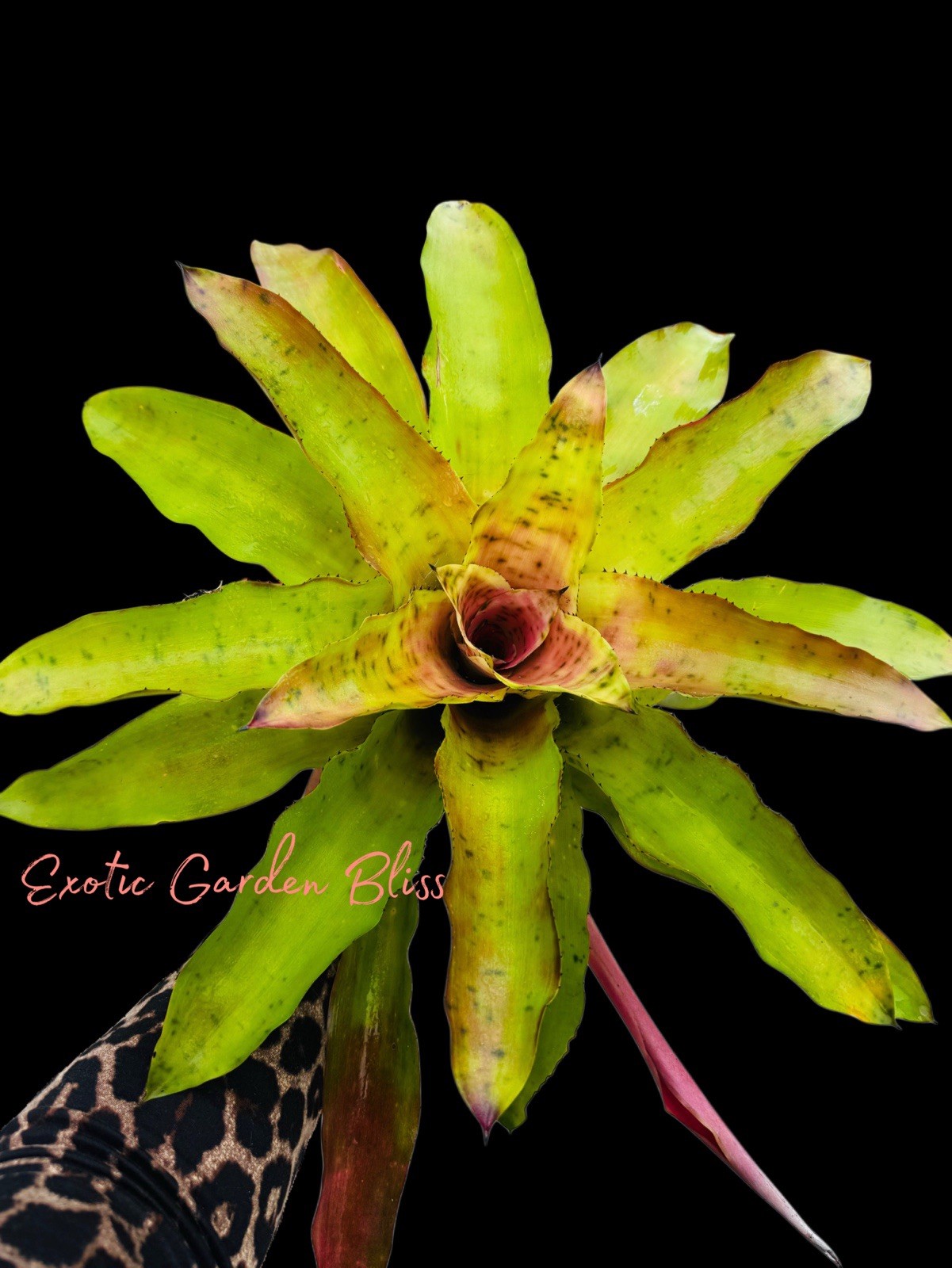 BIG !! Aechmea PECTINATA Rosette BIG Young Adult Bromeliad Plant