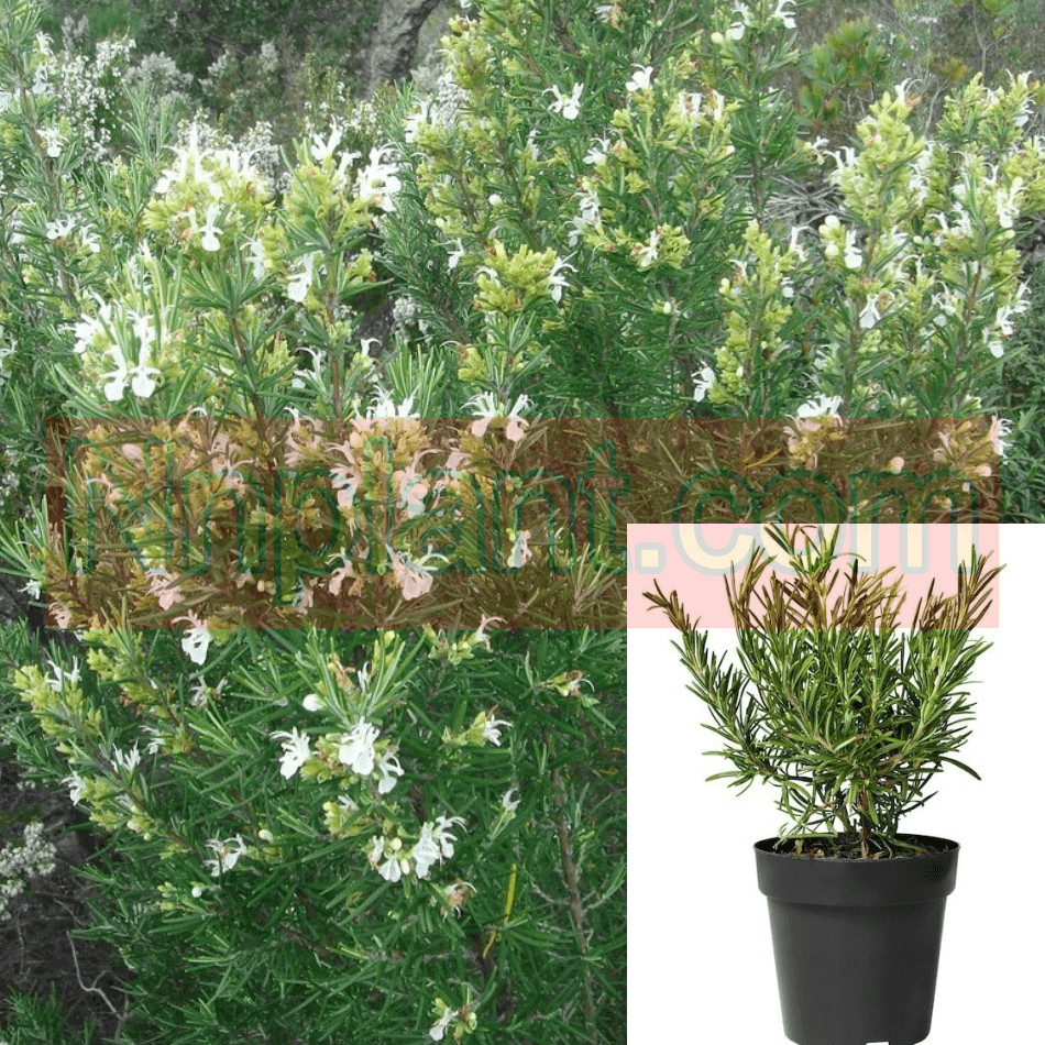 Rosmarinus Off Alba 5 Gallon Rosemary White Plant Rosmarinus Officinalis Alba Li