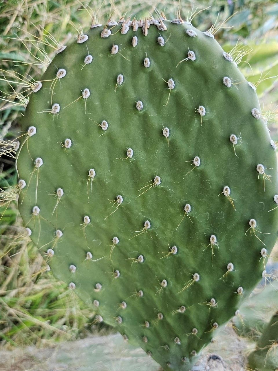 Galapagos Opuntia Megasperma Var Orientalis Selection, Colored Flowers