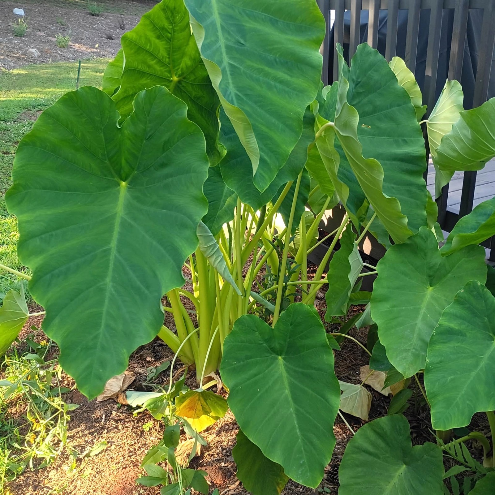 LOT OF 6 Elephant Ear Root Live Plants Tropical Colocasia Large Green Foliage
