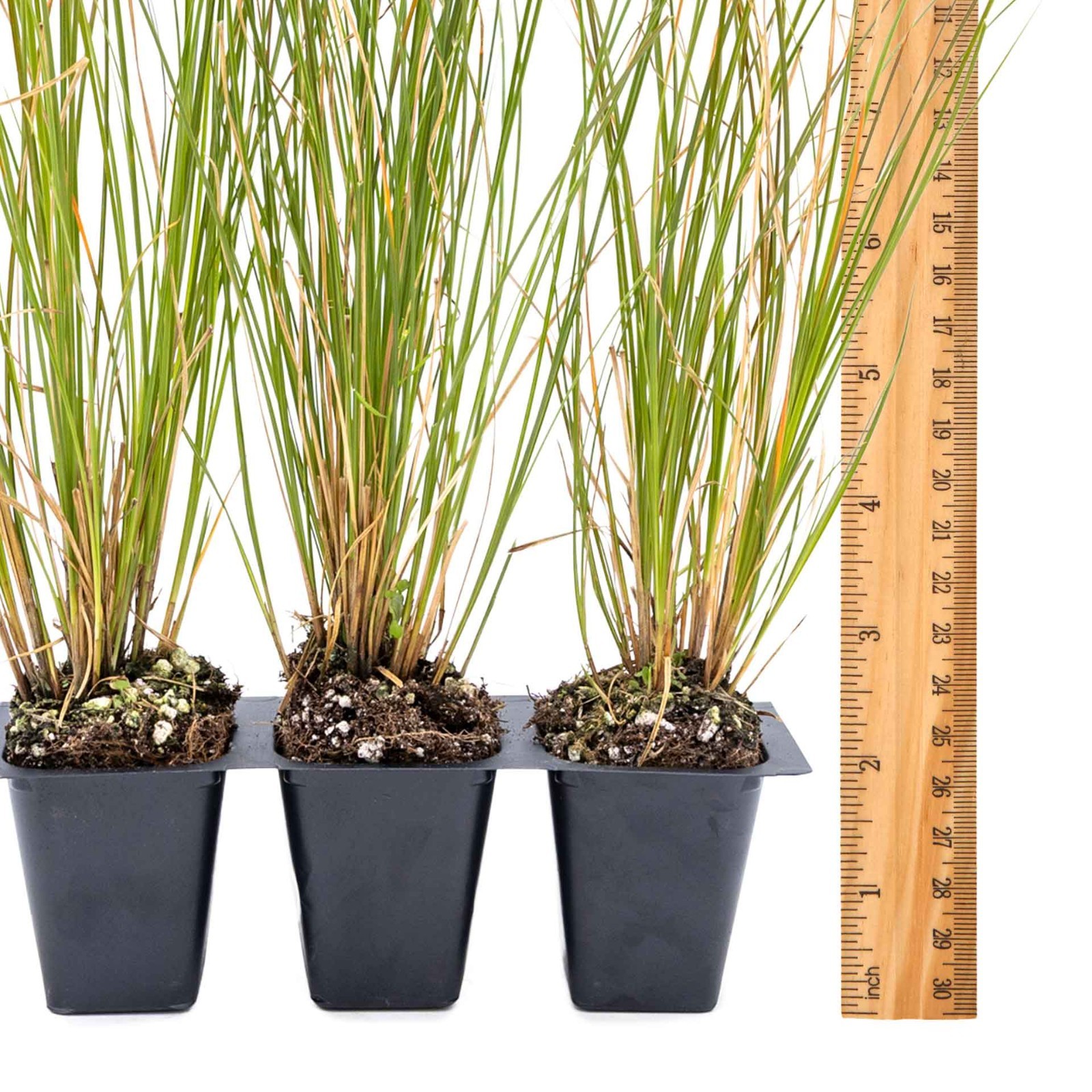 3 Orange New Zealand Sedge, Live Plants in 2.5″ Cubes (Carex testacea)