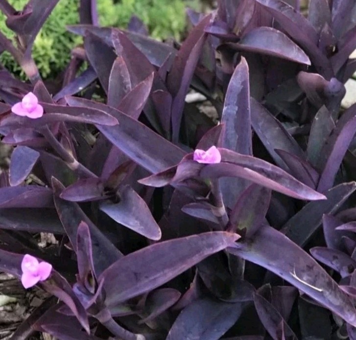 6 Purple Heart Unrooted Top Cuttings Tradescantia Wandering Jew Live Plants