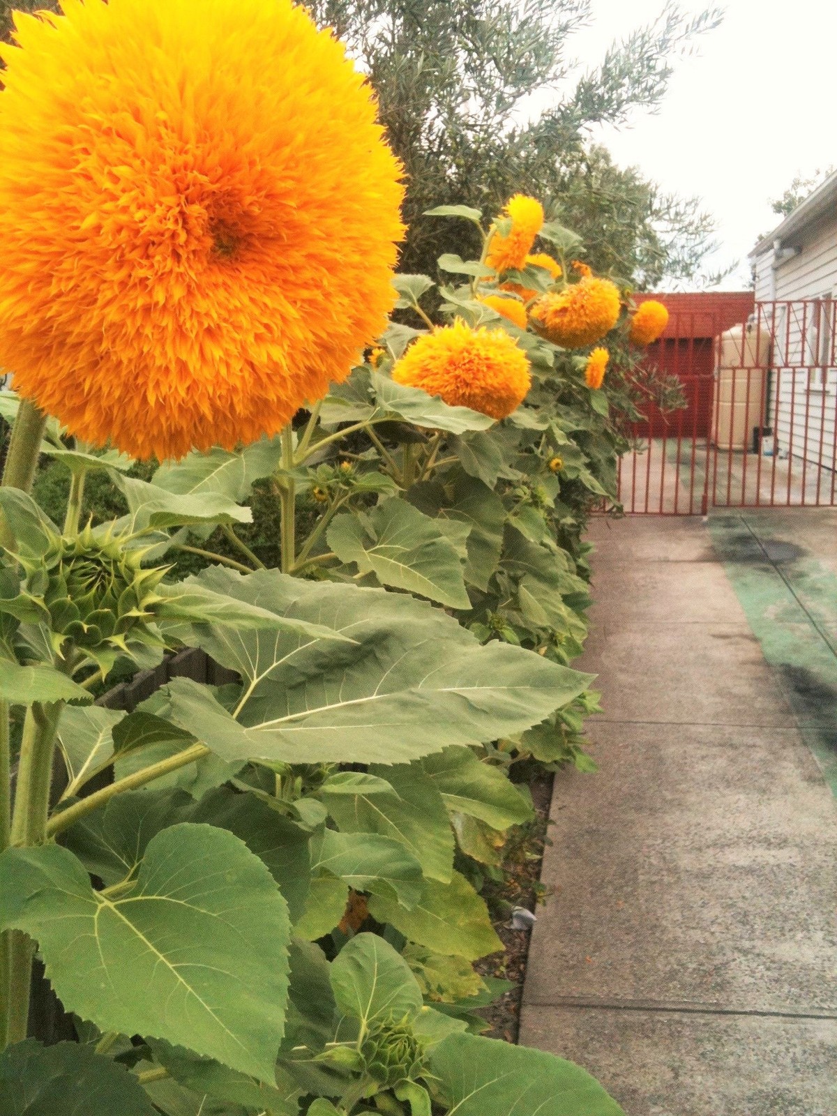 Tall Teddy Bear Sunflower Seeds | Giant Sungold Big Gold Sun Flower Seed 2024
