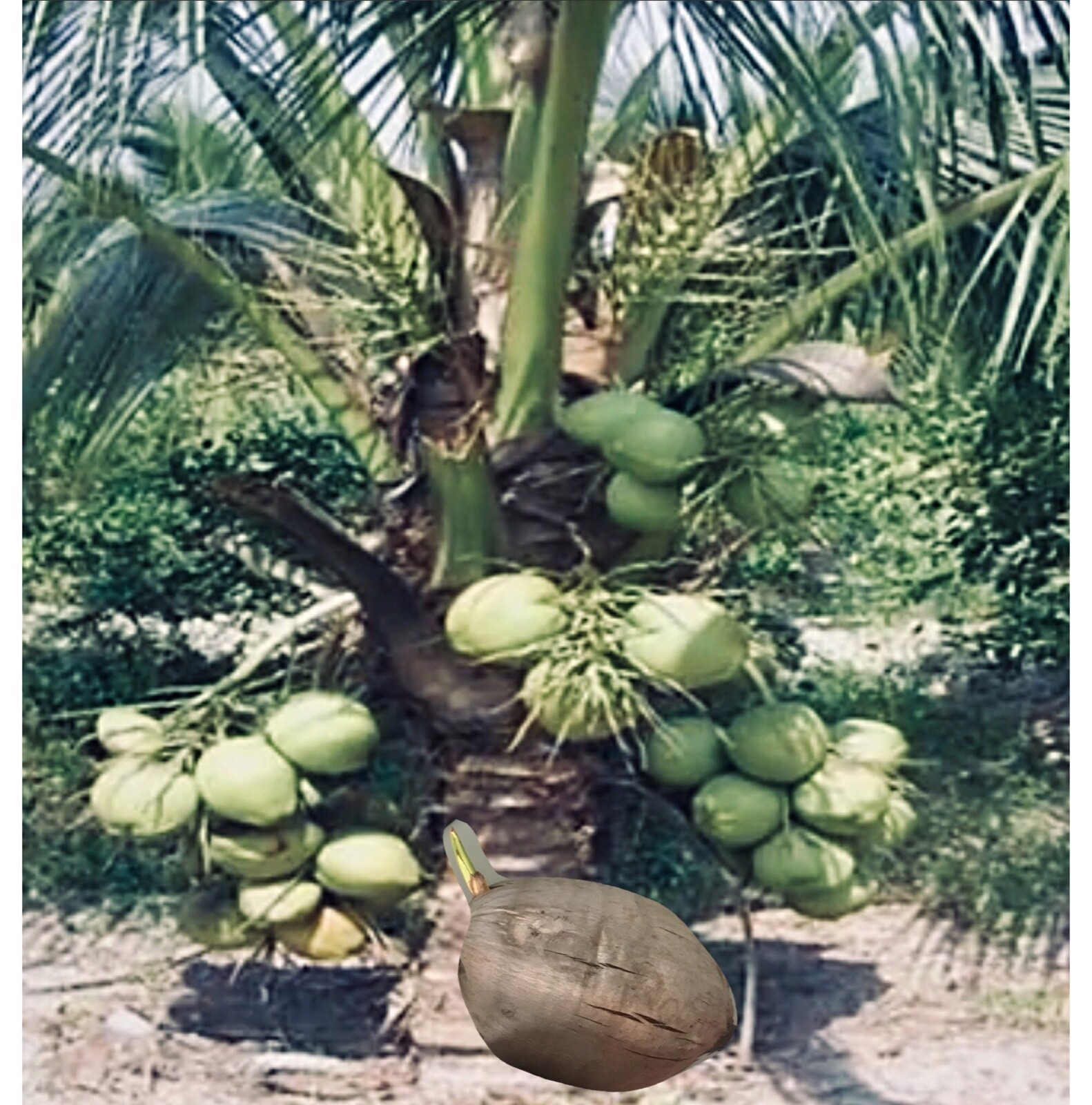 1 KING COCONUT SALE OF THE WEEK Organic Coconut seed sprouted