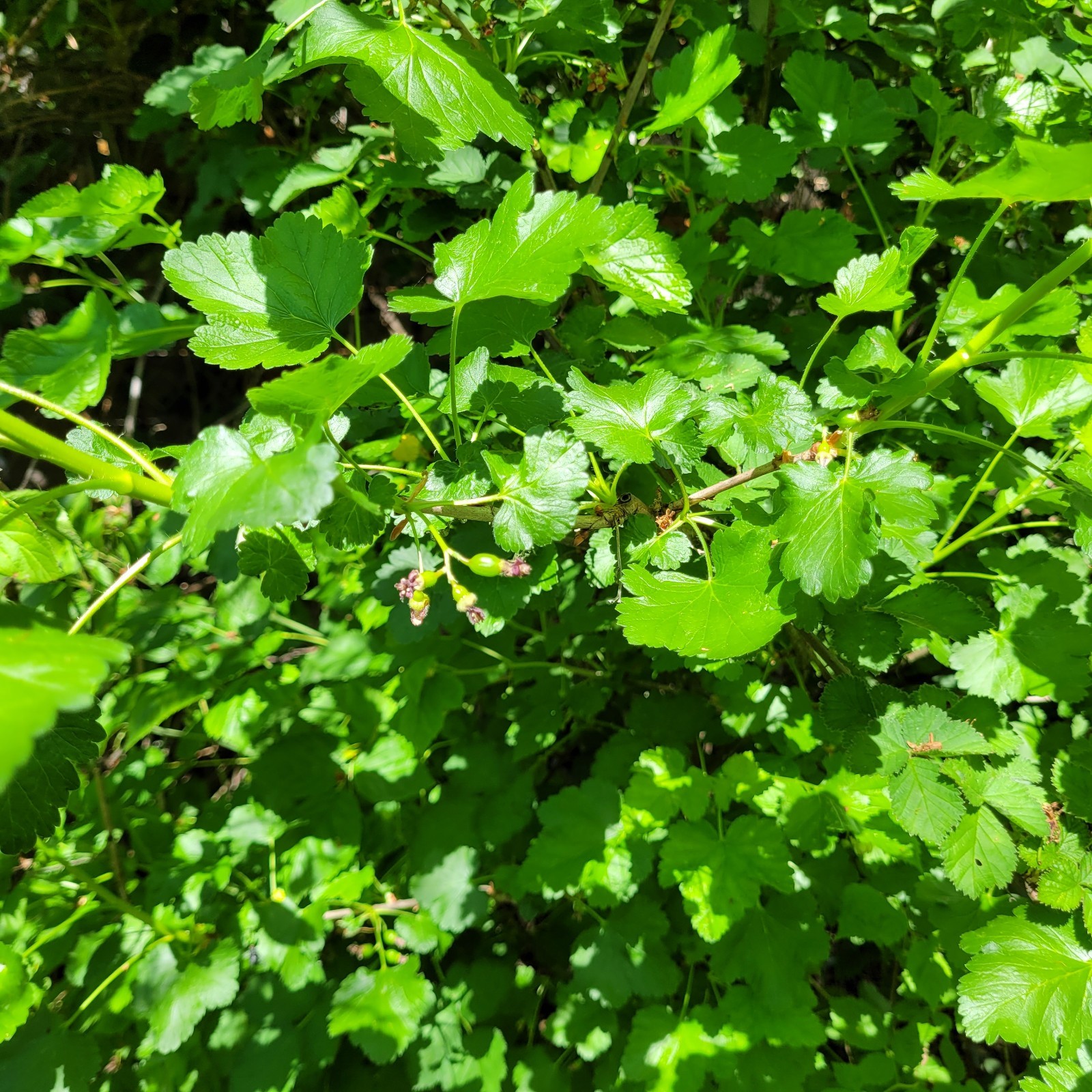 6 Jostaberry Ribes Nidigrolaria Fresh Cuttings Unrooted 6″-9″ Zones 3-8 Hardy